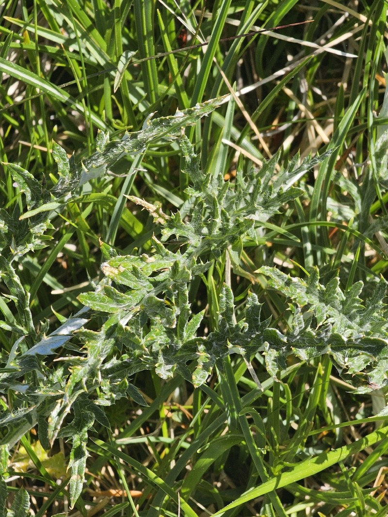 Echinops ritro subsp. ruthenicus photo 3