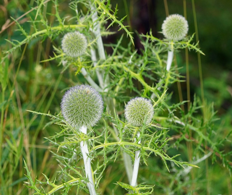Echinops ritro subsp. ruthenicus photo 4