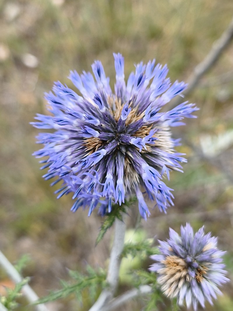 Echinops ritro subsp. ruthenicus photo 5
