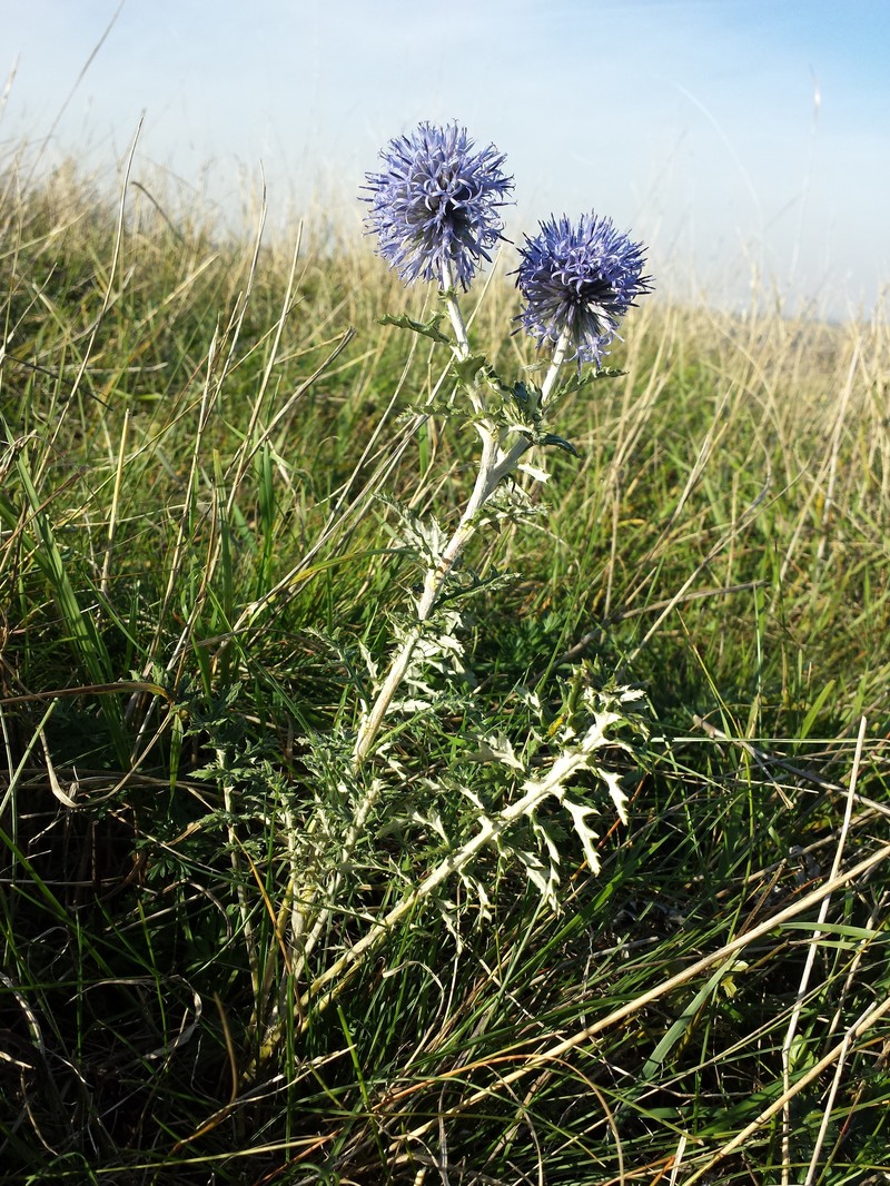 Echinops ritro subsp. ruthenicus photo 6
