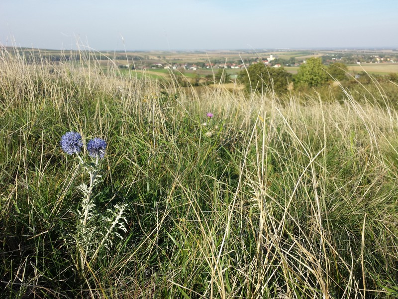 Echinops ritro subsp. ruthenicus photo 7