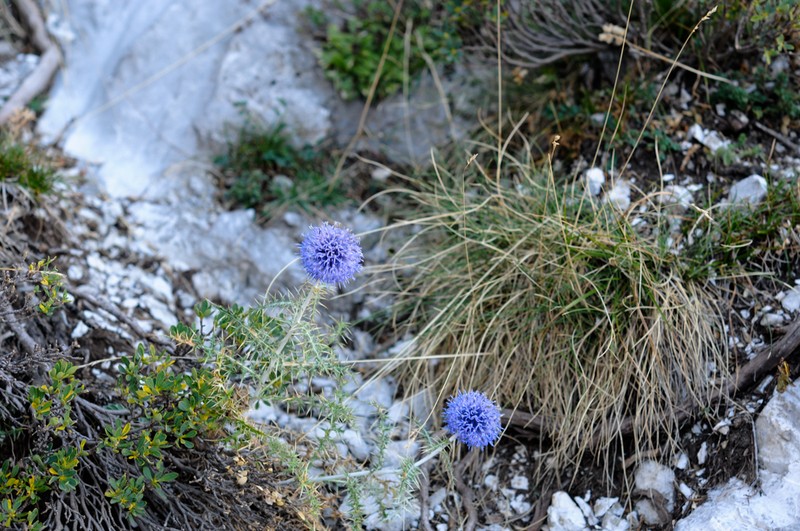 Echinops ritro subsp. sartorianus