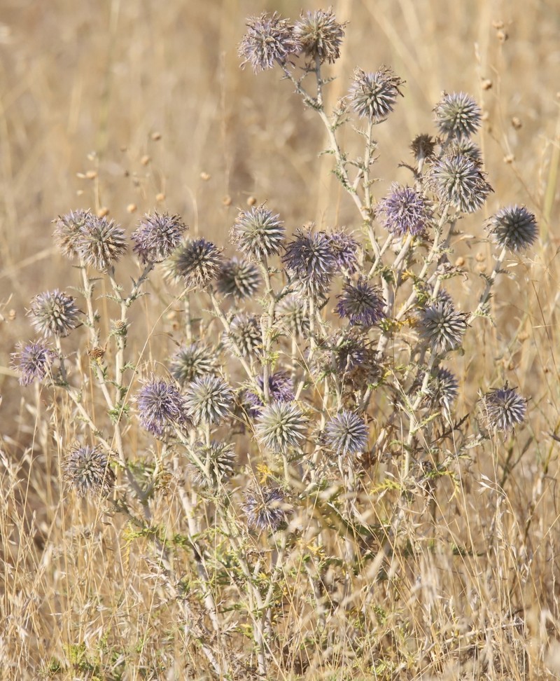 Echinops ritro subsp. thracicus