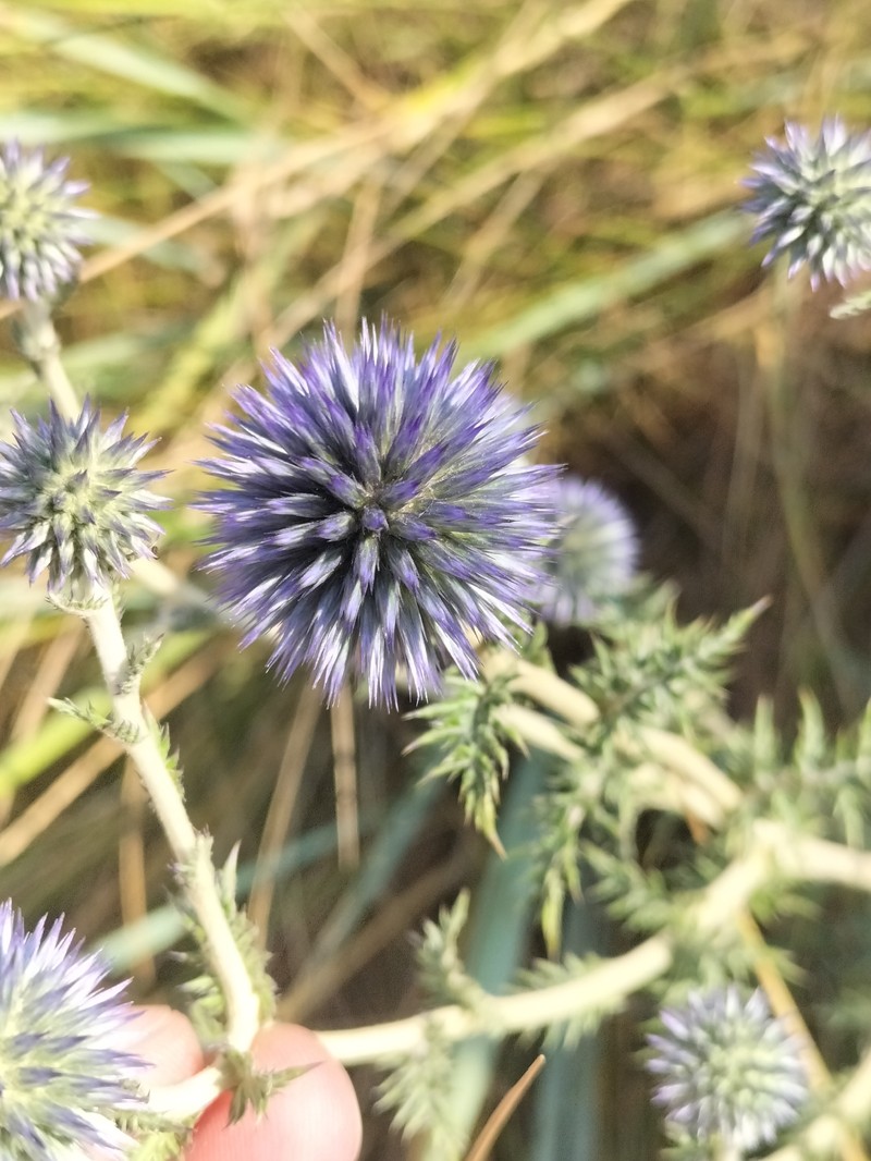 Echinops ritro subsp. thracicus photo 2
