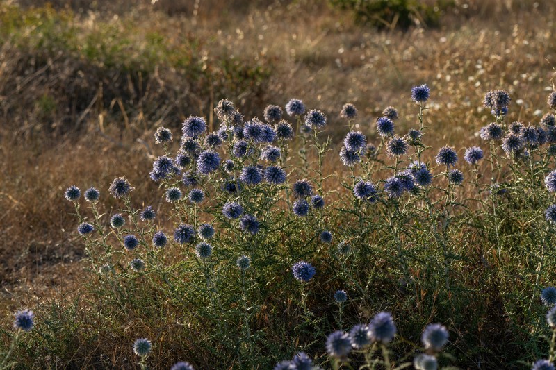 Echinops ritro subsp. thracicus photo 3
