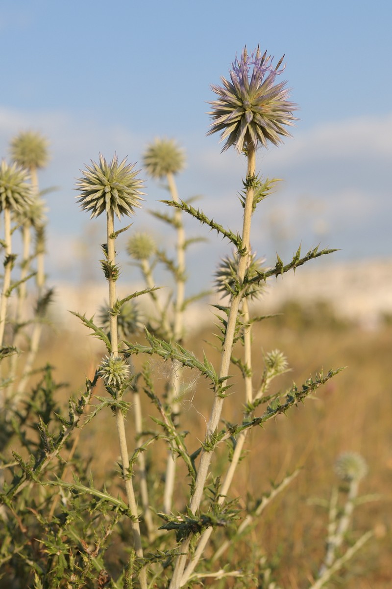 Echinops ritro subsp. thracicus photo 4