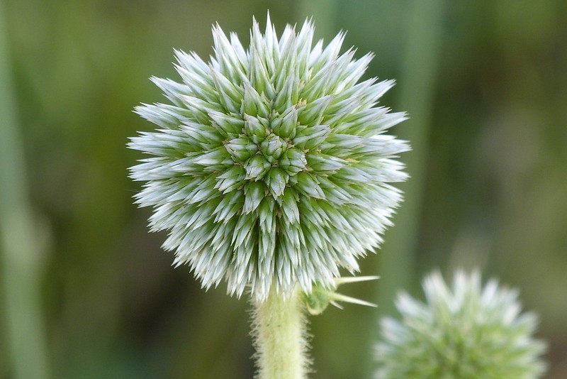 Echinops ritrodes