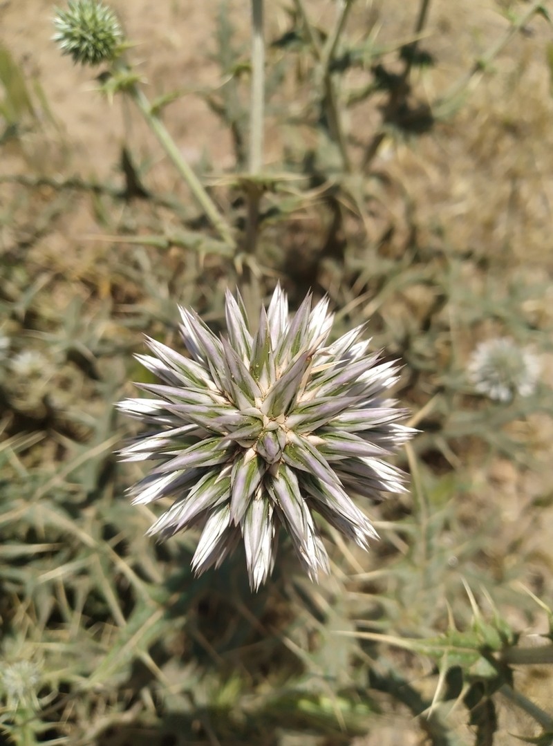 Echinops ritrodes photo 2