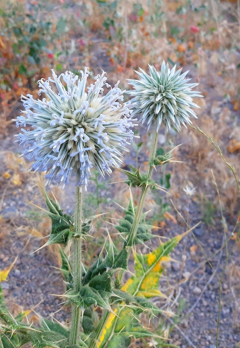 Echinops ritrodes photo 3