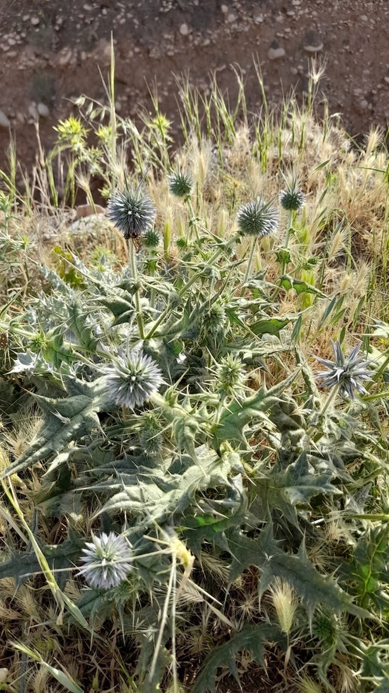 Echinops ritrodes photo 4