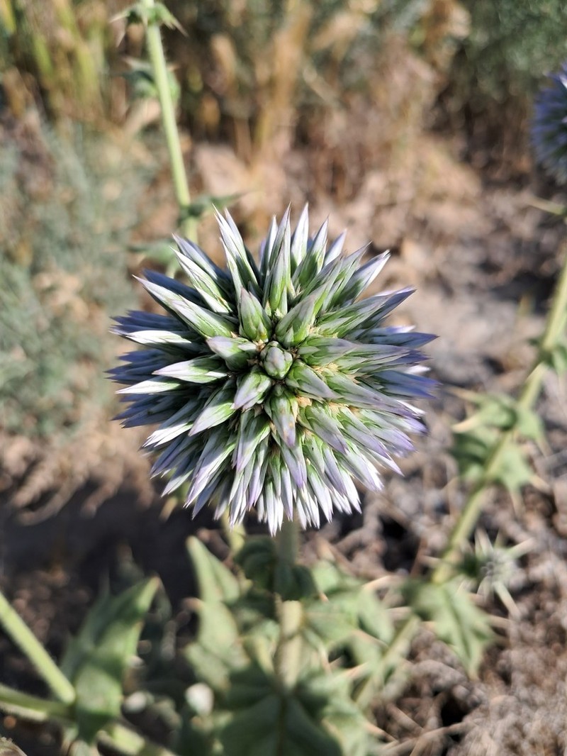 Echinops ritrodes photo 5