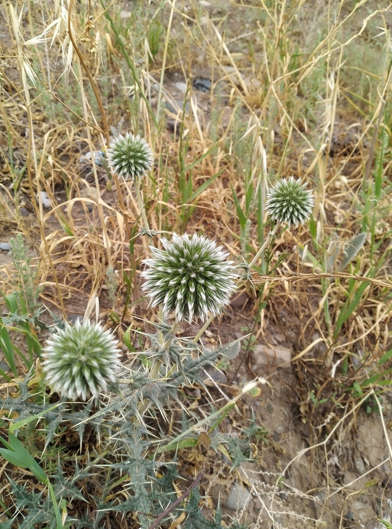 Echinops ritrodes photo 7
