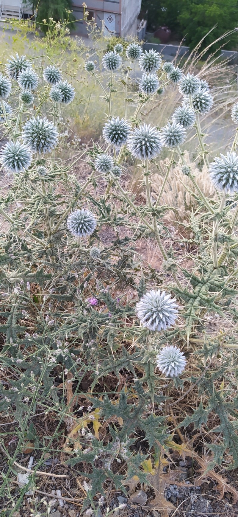Echinops ritrodes photo 8