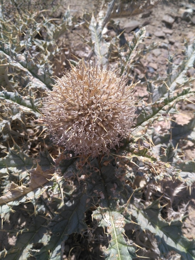 Echinops robustus photo 2