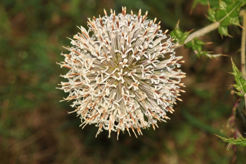 Echinops sahyadricus photo 2