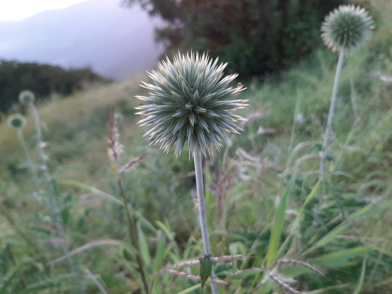 Echinops sahyadricus photo 3