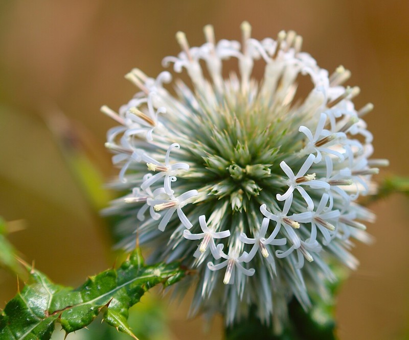 Echinops sahyadricus photo 4