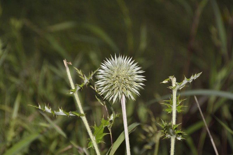 Echinops sahyadricus photo 5