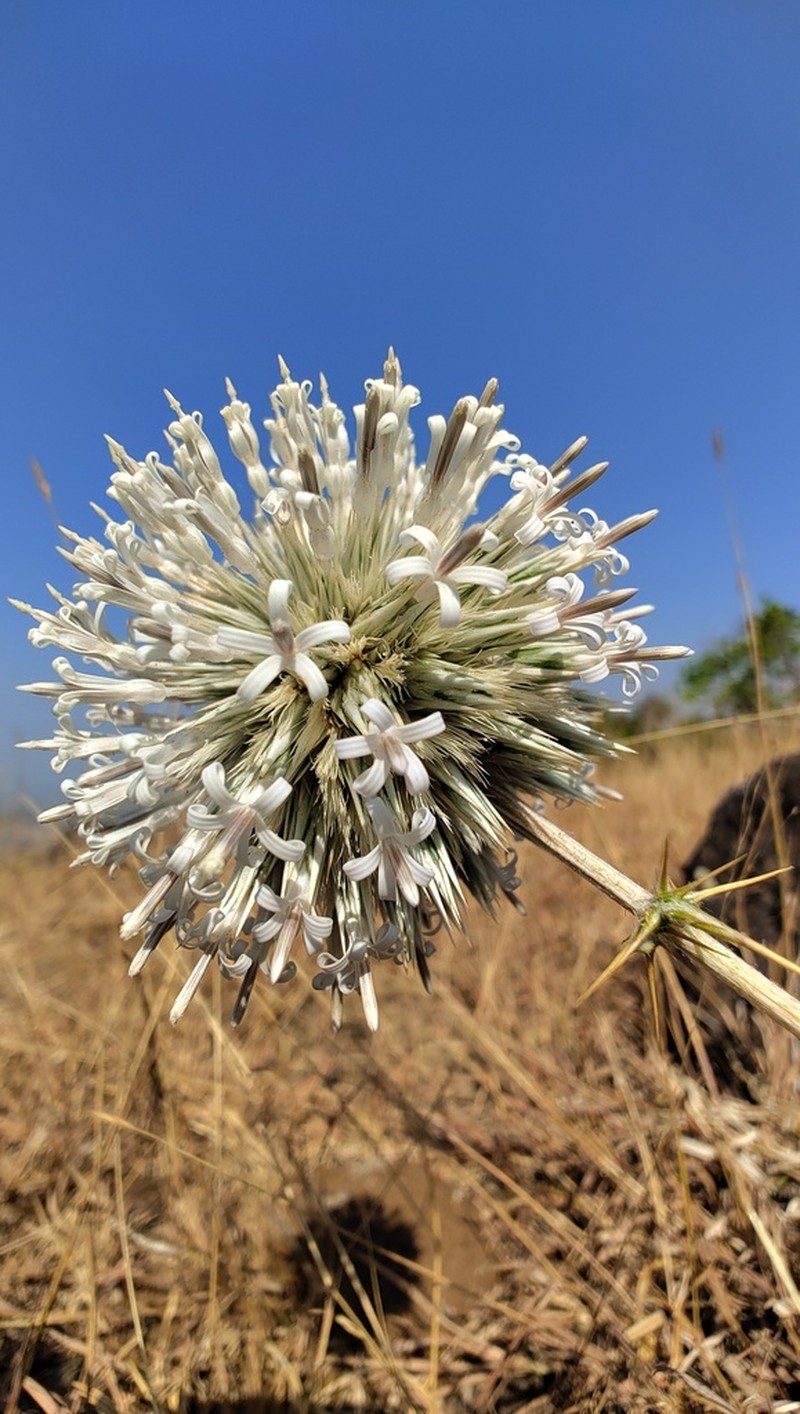 Echinops sahyadricus photo 6