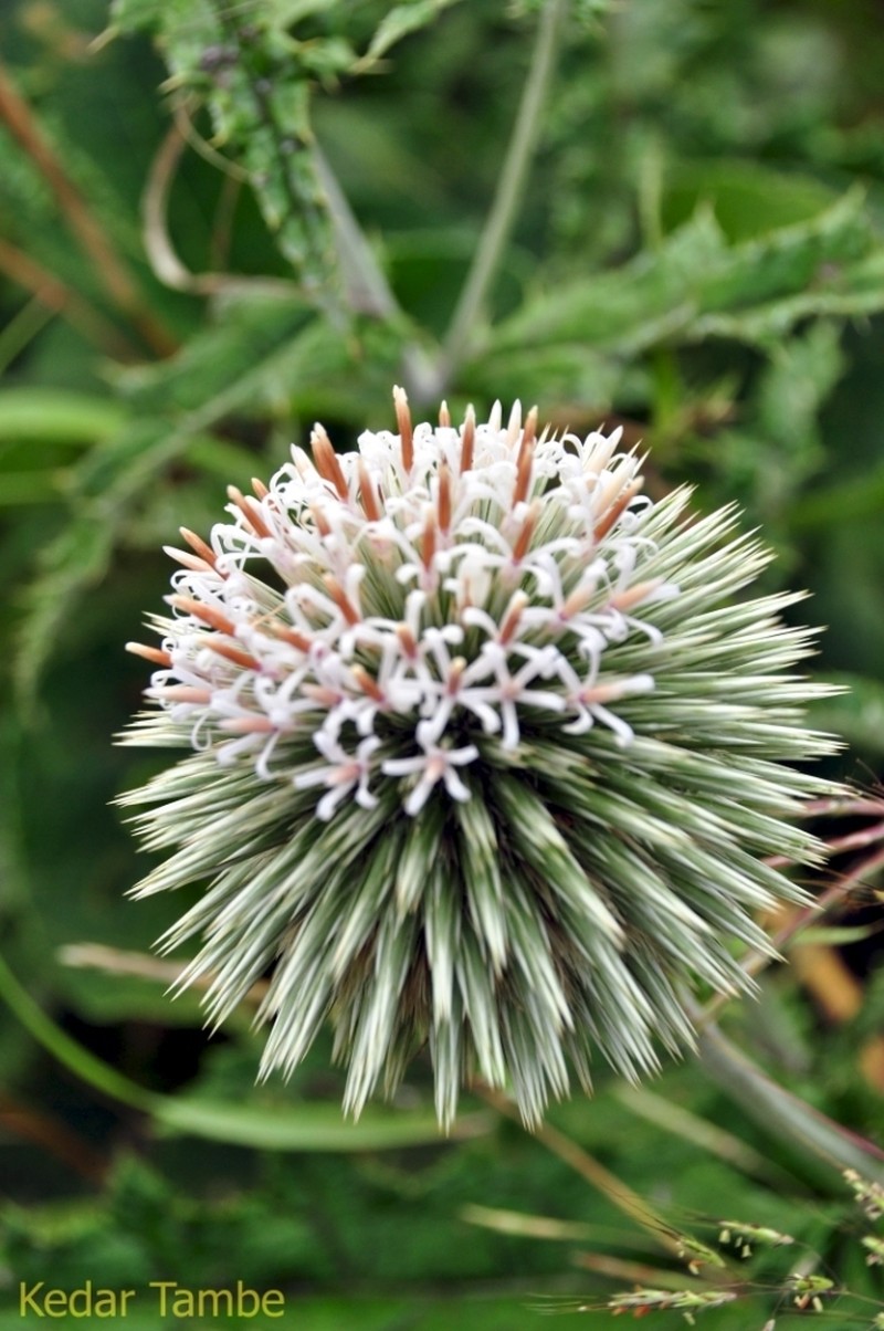 Echinops sahyadricus photo 7
