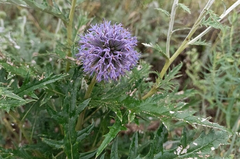 Echinops saksonovii