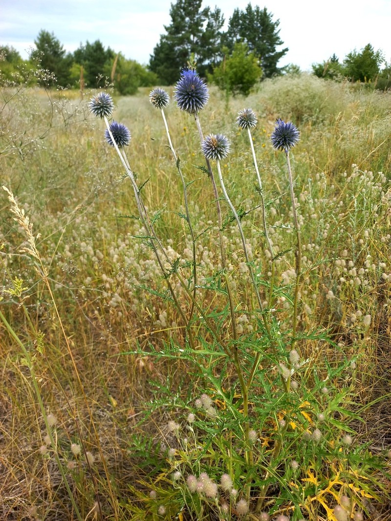 Echinops saksonovii photo 2
