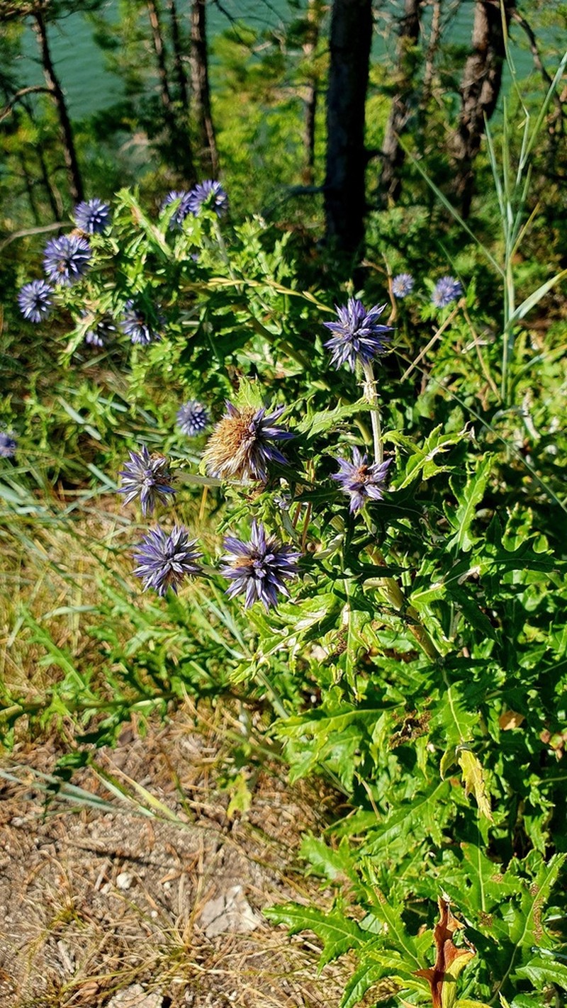 Echinops saksonovii photo 3