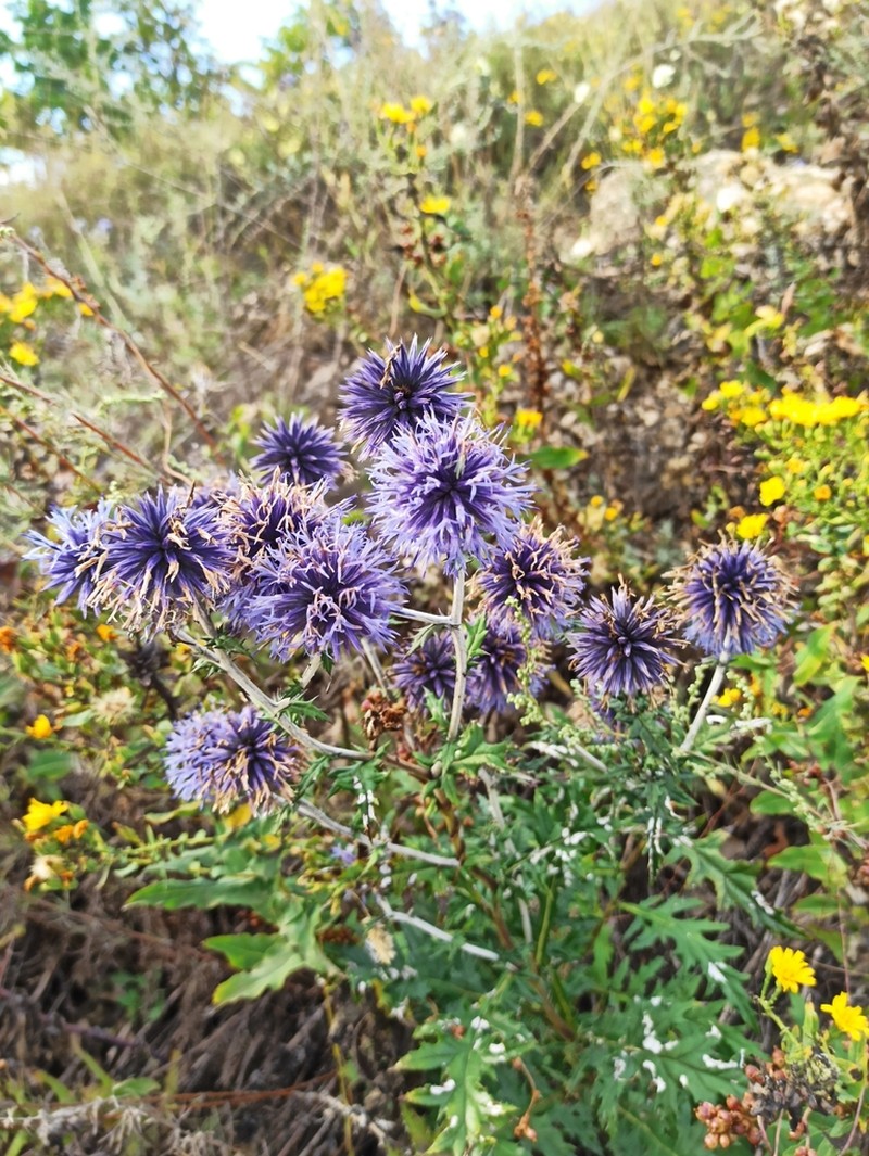 Echinops saksonovii photo 4