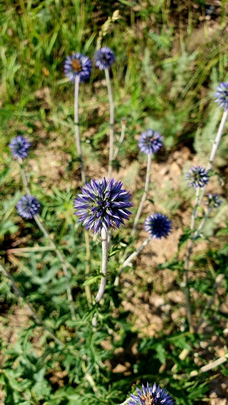 Echinops saksonovii photo 7