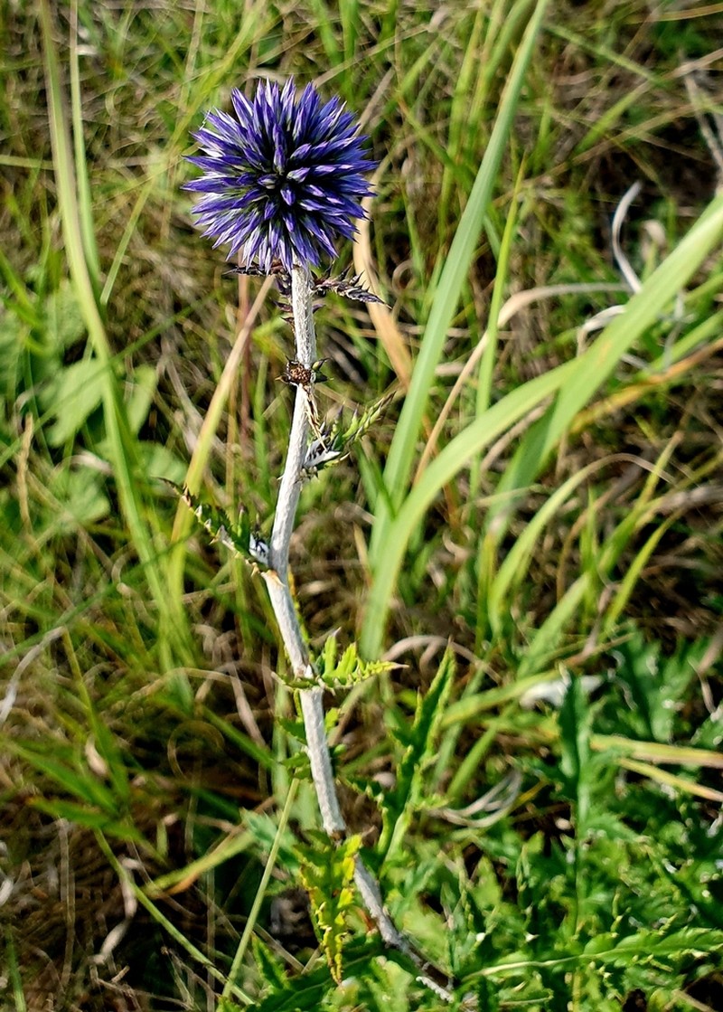 Echinops saksonovii photo 8
