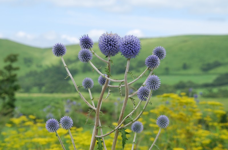 Echinops setifer
