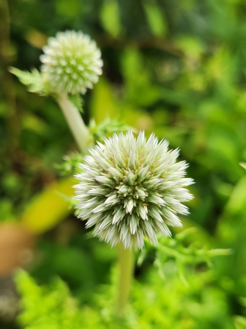 Echinops setifer photo 2