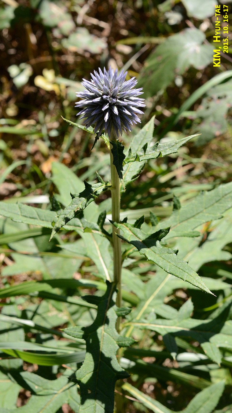 Echinops setifer photo 3