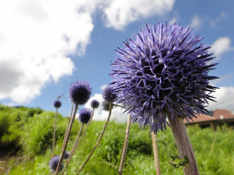 Echinops setifer photo 4