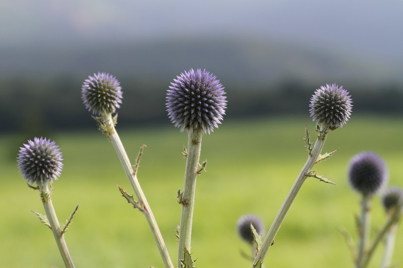 Echinops setifer photo 5
