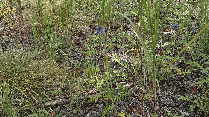 Echinops setifer photo 6