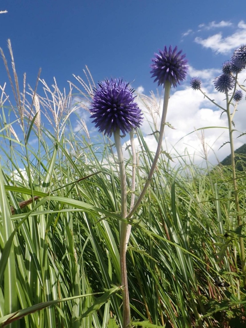 Echinops setifer photo 7