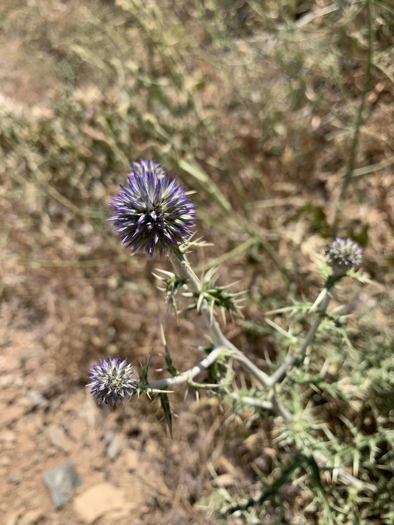Echinops shakrokii