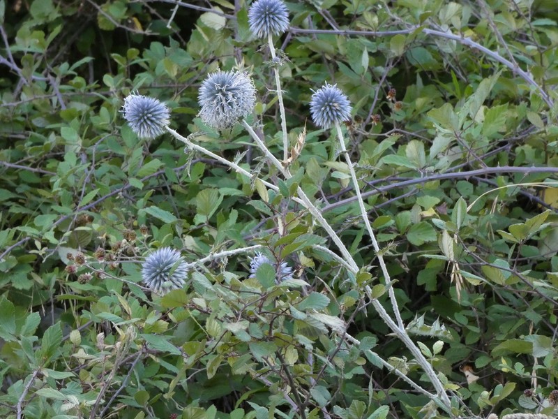 Echinops siculus