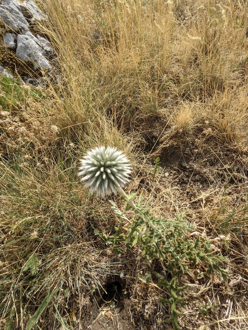 Echinops siculus photo 2