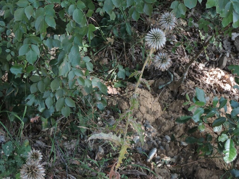 Echinops siculus photo 3