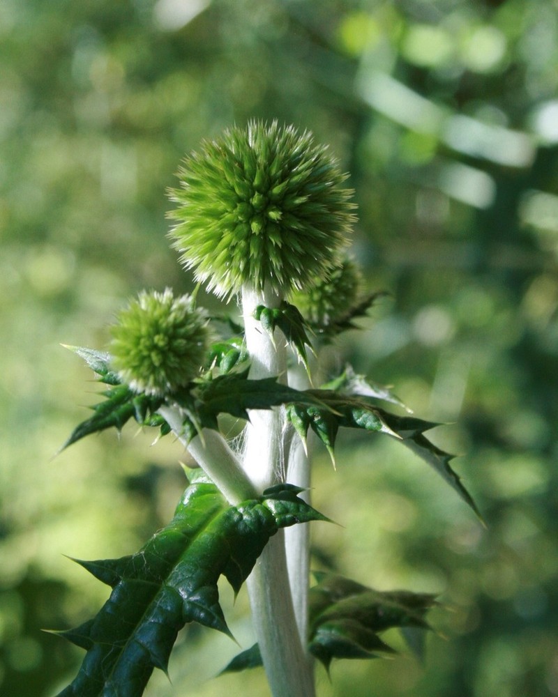 Echinops siculus photo 4