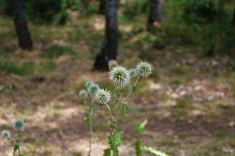 Echinops siculus photo 5