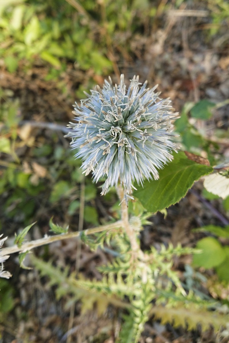 Echinops siculus photo 6