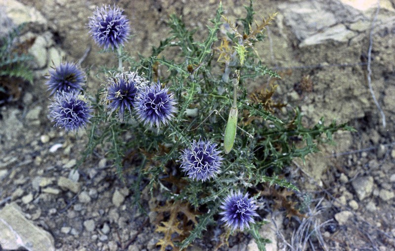 Echinops siculus photo 7