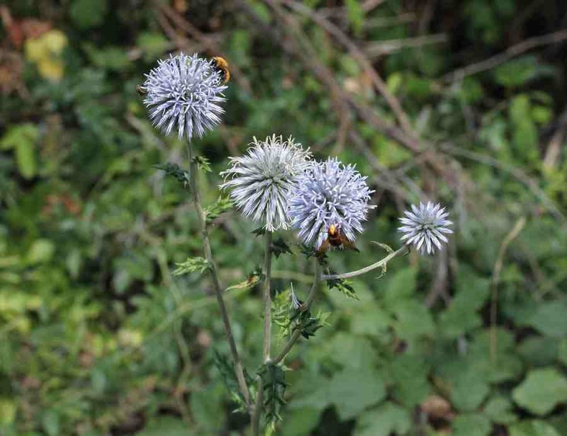 Echinops siculus photo 8