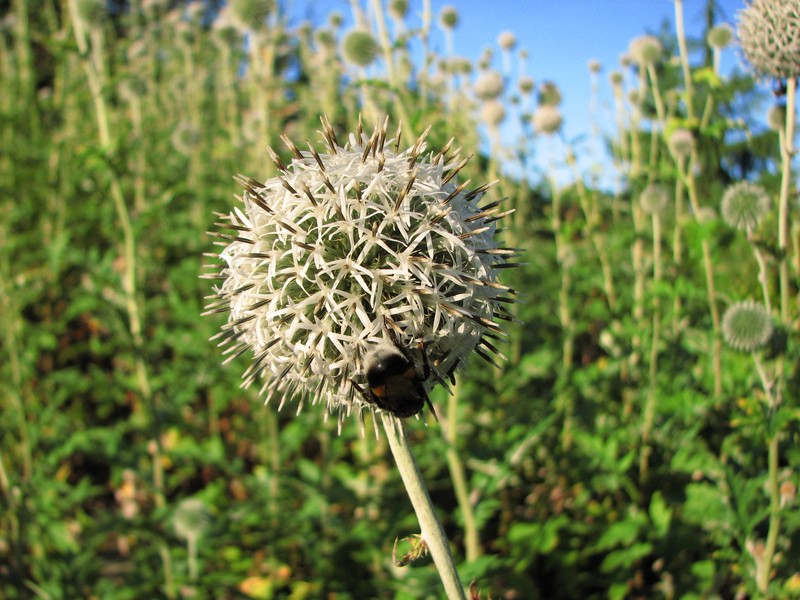 Great Globethistle photo 3