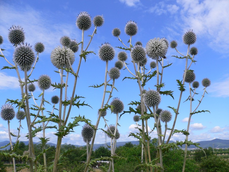 Great Globethistle
