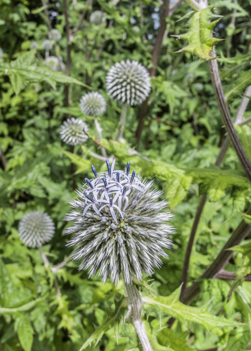 Great Globethistle photo 2