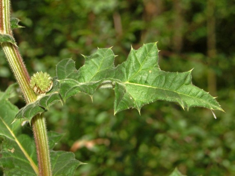Great Globethistle photo 4